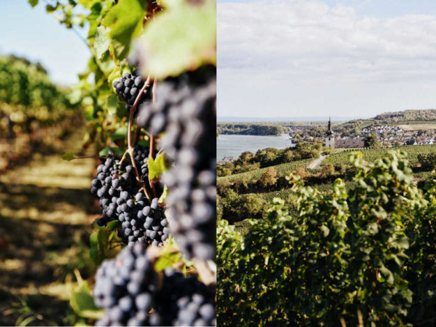 Pinot Lese St. Antony